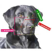 Chopo Kaganiec Fizjologiczny Dog Niemiecki SUKA