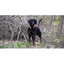 Kivo Wołowina z Ryżem karma tłoczona na zimno 14kg