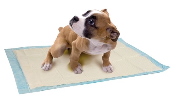 Maty Pieluchy do nauki sikania 10szt dla psów