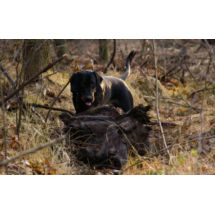 DZIK zapach do szkolenia, pracy na tropie 118ml