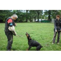 Szelki SECURIT 75-107cm do szkolenia, obrony, prac