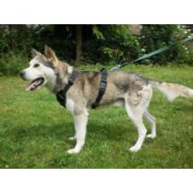 Szelki SECURIT 70-97cm do szkolenia, obrony, pracy