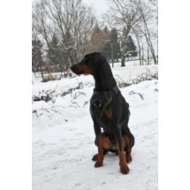 Szelki SECURIT 70-97cm do szkolenia, obrony, pracy