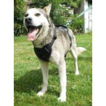 Szelki SECURIT 60-80cm do szkolenia, obrony, pracy