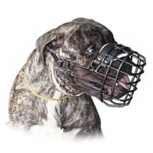 Chopo Kaganiec Fizjologiczn Bauceron Doberman SUKA