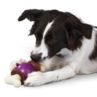Premier Bouncy Bone Rawhide S (small)