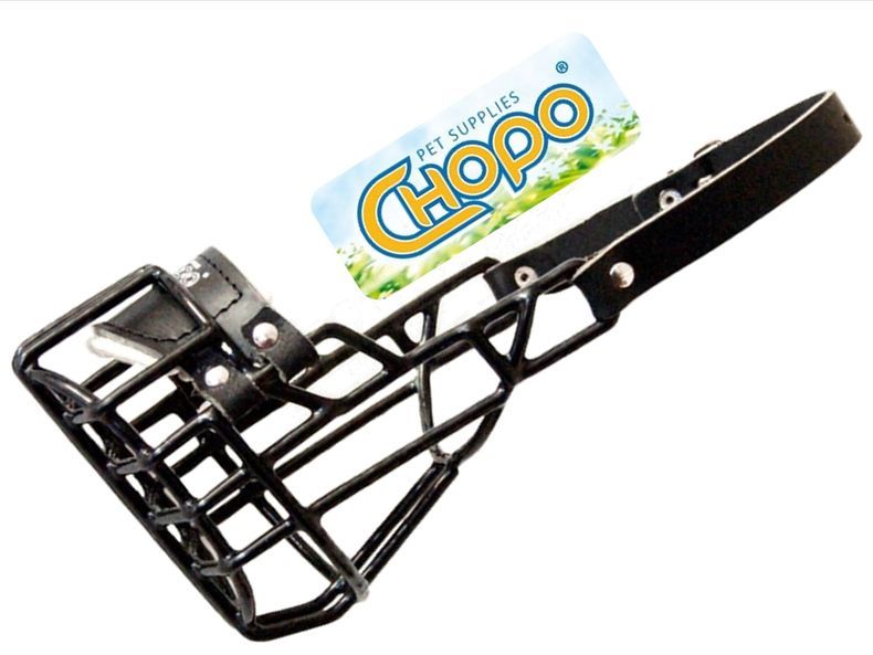 Chopo Kaganiec Fiz Amerykański Cocker Spaniel PIES