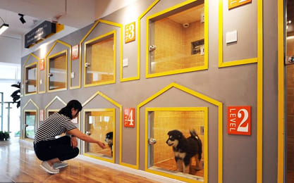 For hotels, Dog Kindergartens and other places dealing with professional dog care
